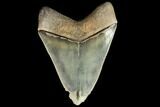 Serrated, Fossil Megalodon Tooth - Gorgeous Enamel #78209-1